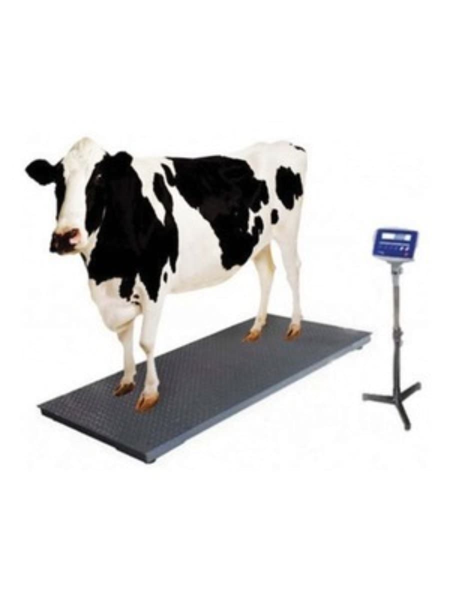 Cattle Weight Scale Without Bar (Buffalo – Cow – Bull)